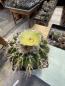 Preview: Wigginsia malacocarpus
